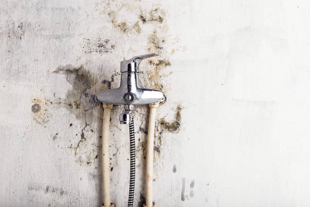 Best Fast Mold Removal  in Jefferson, LA