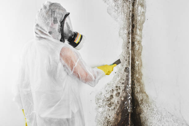 Certified Mold Removal in Jefferson, LA