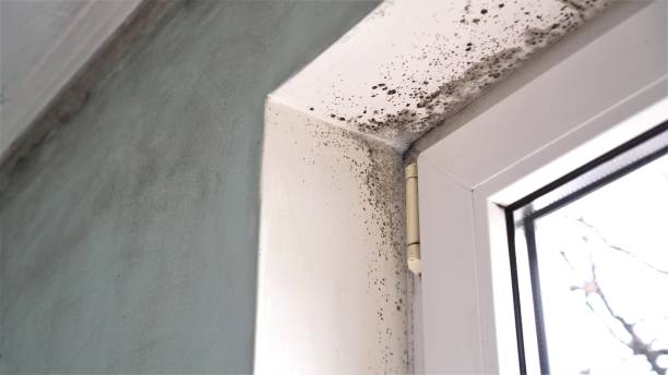 Trusted Jefferson, LA Mold Removal Experts