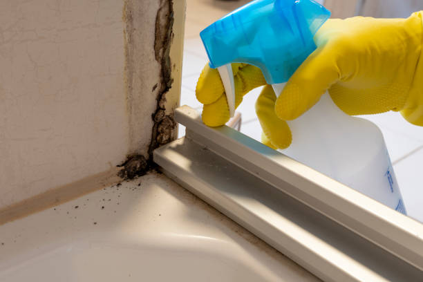 Best Attic Mold Removal  in Jefferson, LA