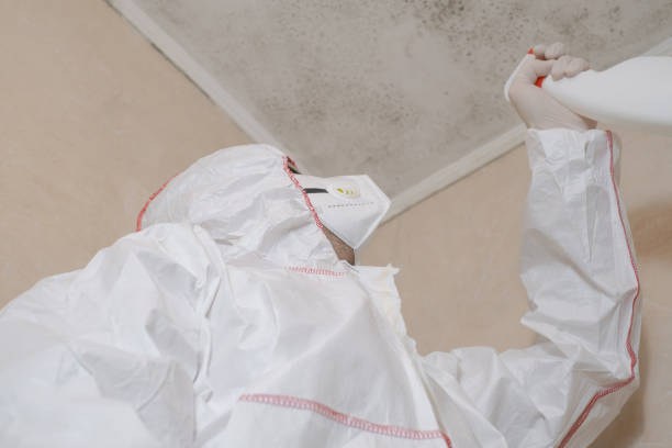 Best Local Mold Removal Service  in Jefferson, LA