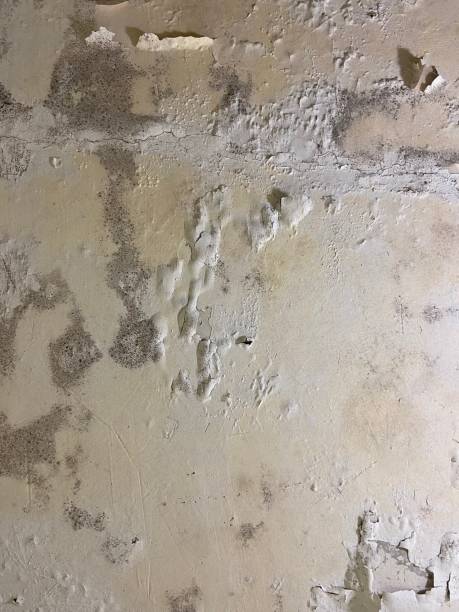 Best Home Mold Removal  in Jefferson, LA