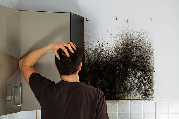 Best Residential Mold Removal  in Jefferson, LA