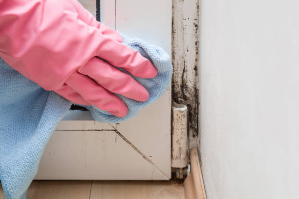 Best Black Mold Removal  in Jefferson, LA