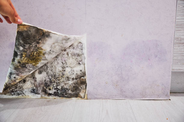 Crawl Space Mold Removal in Jefferson, LA